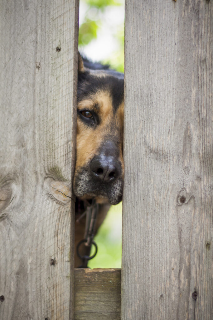 Dog poking nose through gap in fence