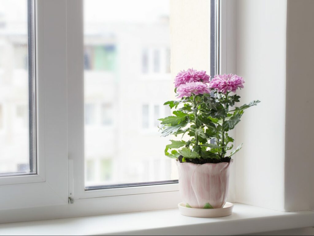 Pink Chrysanthemum is sitting on a windowsill.