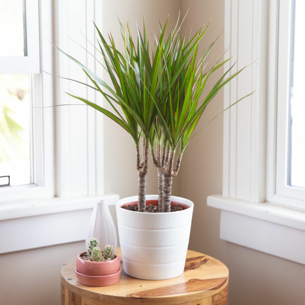 Dracaena plant is sitting on a table in the corner of the room.