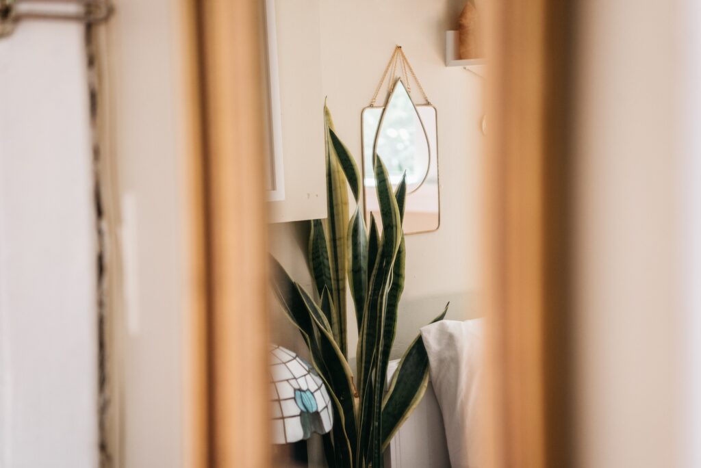 A snake plant is seen in a bedroom in the distance through a doorway. 
