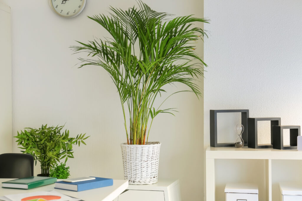 Areca Palm sitting on a shelf in bedroom.
