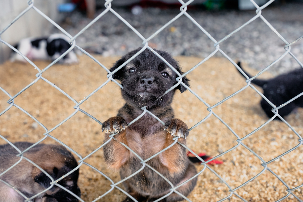 Black puppy in dog kennel