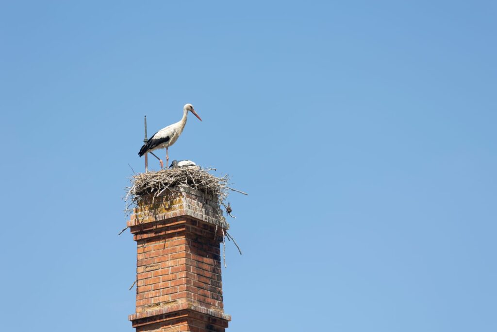 A bird nest on top of a home chimney.