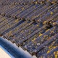 roof tiles and gutter with moss and lichen