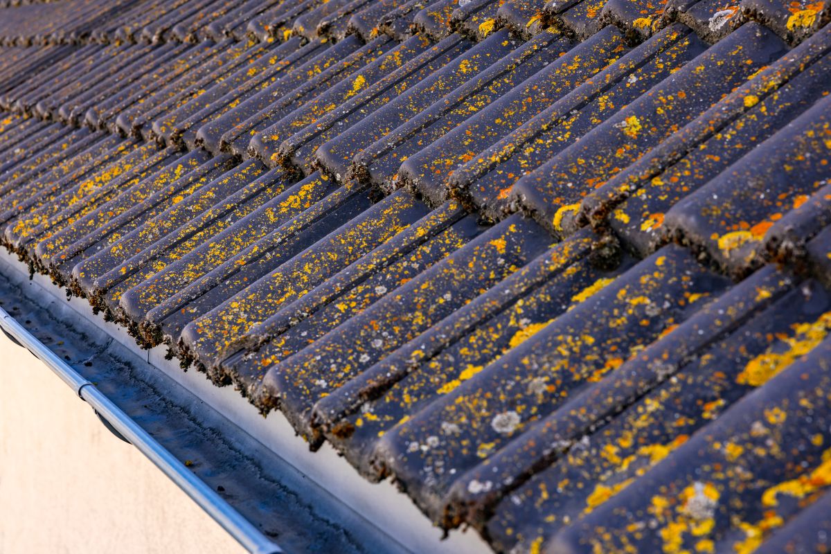 roof tiles and gutter with moss and lichen