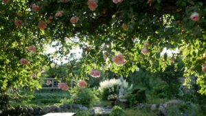 classic garden with roses
